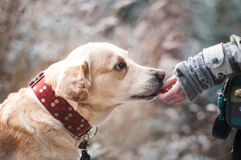 Hundesteuer, Kosten und Bußgeld