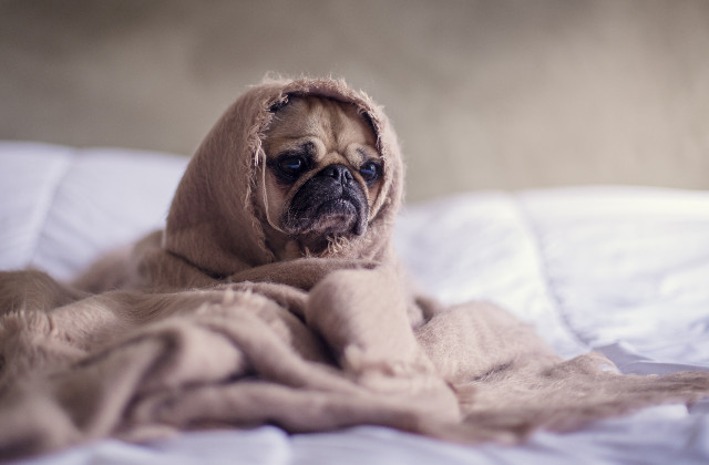 ein Hund in eine Decke eingewickelt