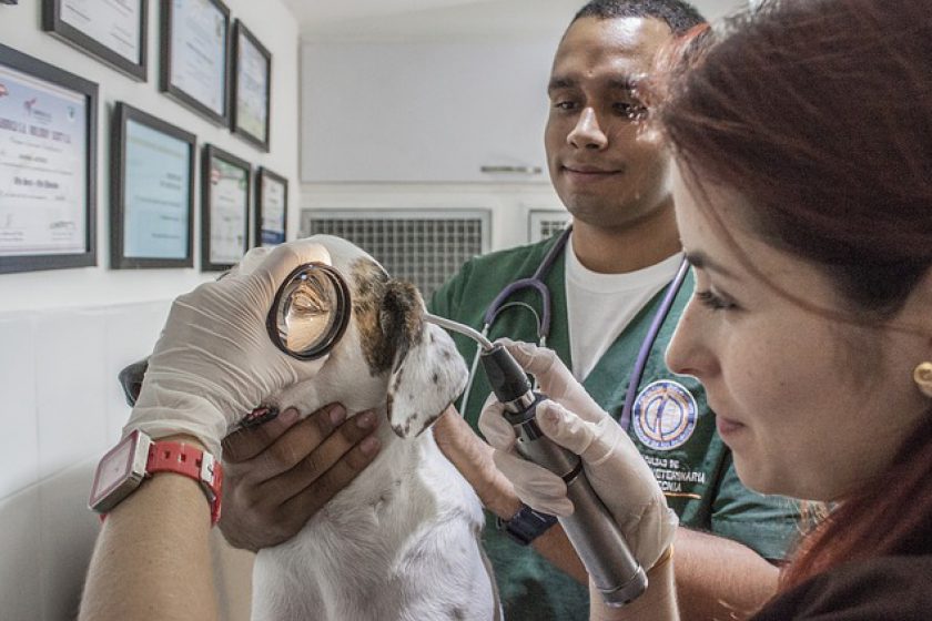Ist kein Geld für den Tierarzt verfügbar, können soziale Organisationen helfen